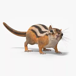 Tree-Dwelling Chipmunk Rigged 3D model