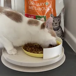Cat Food Plate Half Wall 50mm Tall