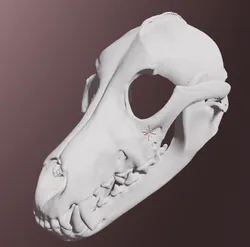 Grey wolf skull mask