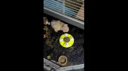 Guinea Pig Foraging Tray
