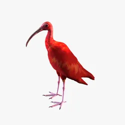 red ibis