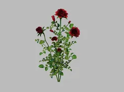 rose