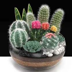 bowl of cactus collection