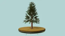 pine tree