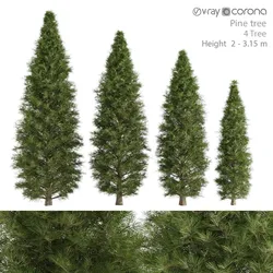 pine tree