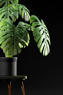 plants 50