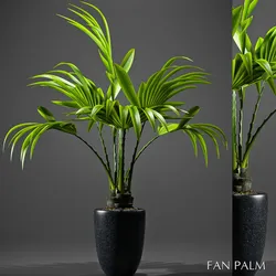 plants 52