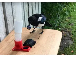 BirdBox