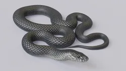 Black mamba - animated