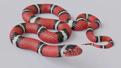 scarlet kingsnake - animated