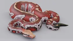 Blood python - animated