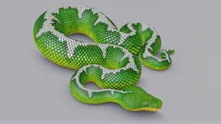 Emerald tree boa - animated
