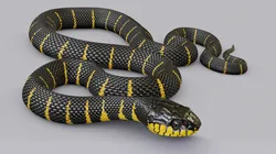 Mangrove snake - animated
