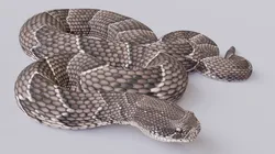 Puff adder