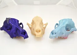 Dog Skull (Scanned)