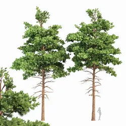pine 2trees planting whaite