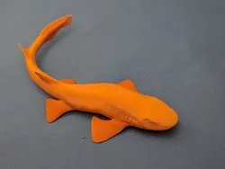 Shyshark (Haploblepharus sp.)