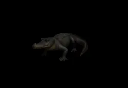Alligator