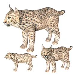 rigged lynx lion tiger cheetah leopard