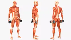 Anatomy Male Muscular System Biceps Curls Animated for Cinema 4D 3D model