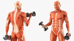 Anatomy Male Muscular System Biceps Curls Animated for Maya 3D model