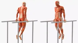 Anatomy Male Muscular System Chest Dip Animated Rigged for Maya 3D model