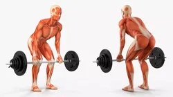 Anatomy Male Muscular System Deadlift Animated for Cinema 4D 3D model