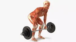 Anatomy Male Muscular System Deadlift Animated for Cinema 4D 3D model