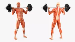 Anatomy Male Muscular System Shoulder Press Animated for Maya 3D model