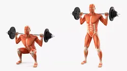 Anatomy Male Muscular System Squats Animated for Cinema 4D 3D model