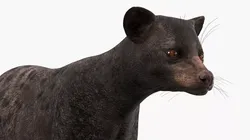 Asian Palm Civet Musang Dark Coat 3D model
