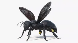 Black Bee 3D model