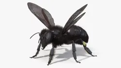 Black Bee Fur Rigged 3D model