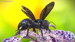 Black Bee Rigged 3D model