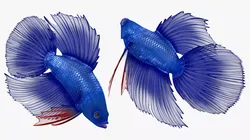 Blue Crowntail Betta Fish Diving Animated Rigged for Cinema 4D 3D model