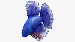 Blue Crowntail Betta Fish Diving Animated Rigged for Maya 3D model