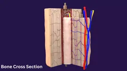 Bone Cross Section Anatomy Model 3D model