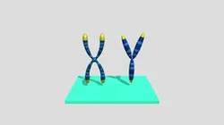 Building Blocks of DNA: A 3D Look