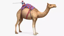Checkered Camel Racing Gear on Camel 3D model