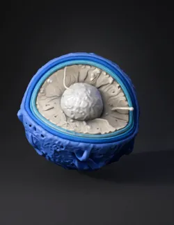Create a highly detailed educational 3D model of a biological cell nuc