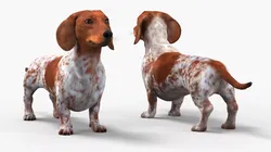 Dapple Dachshund Dog with Spotted Fur Rigged for Cinema 4D 3D model