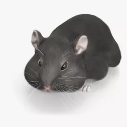 Dwarf Hamster Gray Fur Rigged for Cinema 4D 3D model