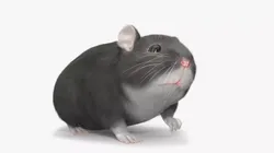 Dwarf Hamster Gray Fur Rigged for Maya 3D model