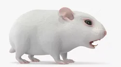 Dwarf Hamster White 3D model