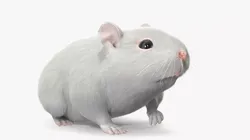 Dwarf Hamster White Fur Rigged for Cinema 4D 3D model