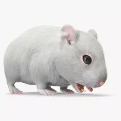 Dwarf Hamster White Fur Rigged for Maya 3D model