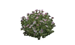 FLORAL bundle Thyme