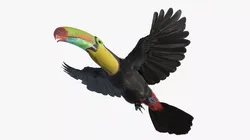 Flying Keel Billed Toucan 3D model