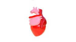 Heart