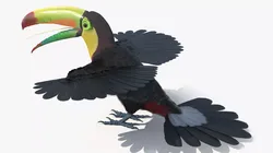 Keel Billed Toucan with Wings Spread 3D model